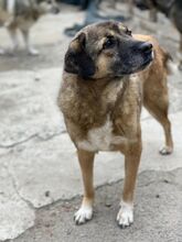 LUPITA, Hund, Mischlingshund in Rumänien - Bild 3