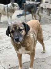 LUPITA, Hund, Mischlingshund in Rumänien - Bild 6