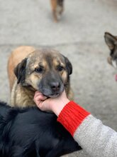 LUPITA, Hund, Mischlingshund in Rumänien - Bild 7