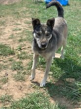 CARLA, Hund, Mischlingshund in Rumänien - Bild 2