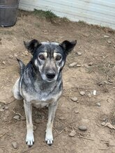 CARLA, Hund, Mischlingshund in Rumänien - Bild 3