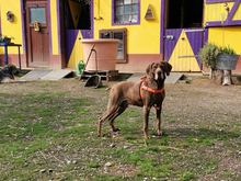 BOSCO, Hund, Deutsch Kurzhaar in Rottenburg - Bild 3