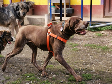 BOSCO, Hund, Deutsch Kurzhaar in Rottenburg - Bild 4