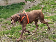 BOSCO, Hund, Deutsch Kurzhaar in Rottenburg - Bild 5