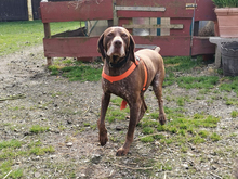 BOSCO, Hund, Deutsch Kurzhaar in Rottenburg - Bild 6