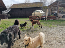 BOSCO, Hund, Deutsch Kurzhaar in Rottenburg - Bild 9