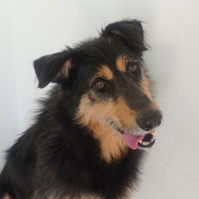 TONI, Hund, Mischlingshund in Spanien - Bild 13