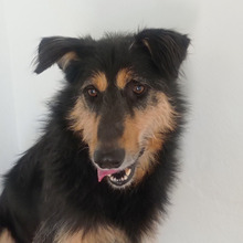 TONI, Hund, Mischlingshund in Spanien - Bild 14
