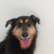 TONI, Hund, Mischlingshund in Spanien - Bild 15