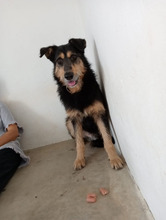 TONI, Hund, Mischlingshund in Spanien - Bild 16