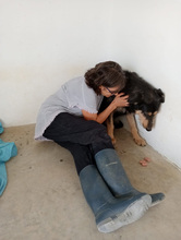 TONI, Hund, Mischlingshund in Spanien - Bild 17