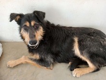 TONI, Hund, Mischlingshund in Spanien - Bild 18