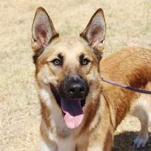 ZANDO, Hund, Belgischer Schäferhund in Spanien - Bild 1