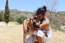 ZANDO, Hund, Belgischer Schäferhund in Spanien - Bild 11