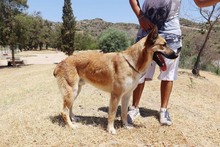 ZANDO, Hund, Belgischer Schäferhund in Spanien - Bild 12