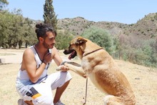 ZANDO, Hund, Belgischer Schäferhund in Spanien - Bild 13