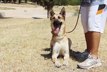 ZANDO, Hund, Belgischer Schäferhund in Spanien - Bild 14