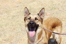 ZANDO, Hund, Belgischer Schäferhund in Spanien - Bild 15