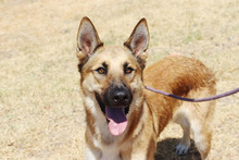 ZANDO, Hund, Belgischer Schäferhund in Spanien - Bild 16