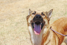 ZANDO, Hund, Belgischer Schäferhund in Spanien - Bild 3