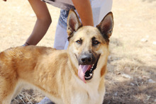 ZANDO, Hund, Belgischer Schäferhund in Spanien - Bild 6