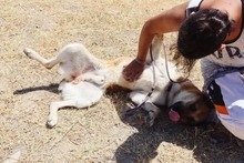 ZANDO, Hund, Belgischer Schäferhund in Spanien - Bild 7