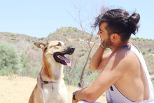 ZANDO, Hund, Belgischer Schäferhund in Spanien - Bild 8