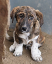 BIFI, Hund, Mischlingshund in Griechenland - Bild 14