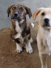 BIFI, Hund, Mischlingshund in Griechenland - Bild 3