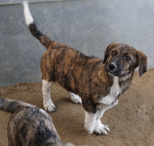 BIFI, Hund, Mischlingshund in Griechenland - Bild 5