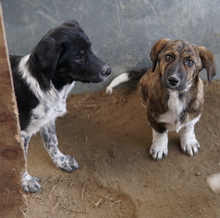 BIFI, Hund, Mischlingshund in Griechenland - Bild 6