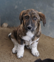 BIFI, Hund, Mischlingshund in Griechenland - Bild 8