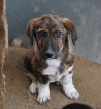 BIFI, Hund, Mischlingshund in Griechenland - Bild 9