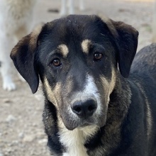 LIKO, Hund, Mischlingshund in Griechenland - Bild 1