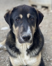 LIKO, Hund, Mischlingshund in Griechenland - Bild 10