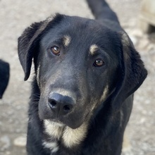 NECO, Hund, Mischlingshund in Griechenland - Bild 1