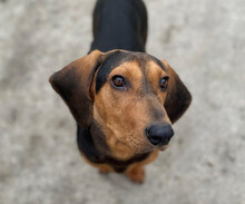 RICCO, Hund, Jagdhund-Mix in Aerzen - Bild 1