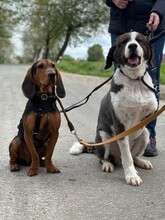 RICCO, Hund, Jagdhund-Mix in Aerzen - Bild 9