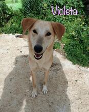 VIOLETA, Hund, Mischlingshund in Spanien - Bild 1