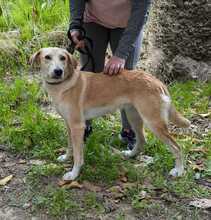 VIOLETA, Hund, Mischlingshund in Spanien - Bild 10