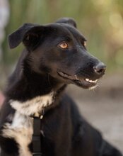 MALIKA, Hund, Mischlingshund in Kroatien