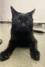 TIZON, Katze, Hauskatze in Spanien - Bild 7