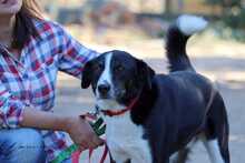 HAROULIS, Hund, Mischlingshund in Griechenland - Bild 3