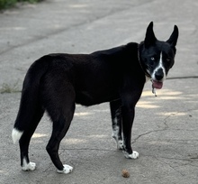 GALAXY, Hund, Mischlingshund in Marsberg - Bild 16