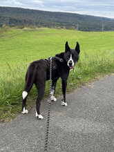 GALAXY, Hund, Mischlingshund in Marsberg - Bild 2