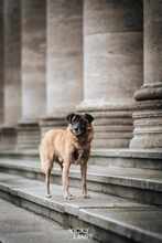 FEIVEL, Hund, Mischlingshund in Oldenburg - Bild 4