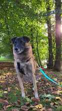 FEIVEL, Hund, Mischlingshund in Oldenburg - Bild 7