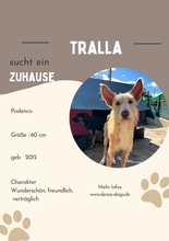 TRALLA, Hund, Rauhhaarpodenco in Hamburg