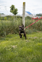 FOURTY, Hund, Mischlingshund in Ungarn - Bild 3