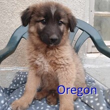 OREGON, Hund, Mischlingshund in Bulgarien - Bild 1